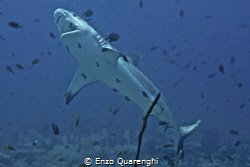 Grey Reef Shark in Cleaning Station... by Enzo Quarenghi 
